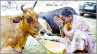 গরু জবাই করলে ১০ বছরের কারাদণ্ড, জরিমানা ৫ লাখ